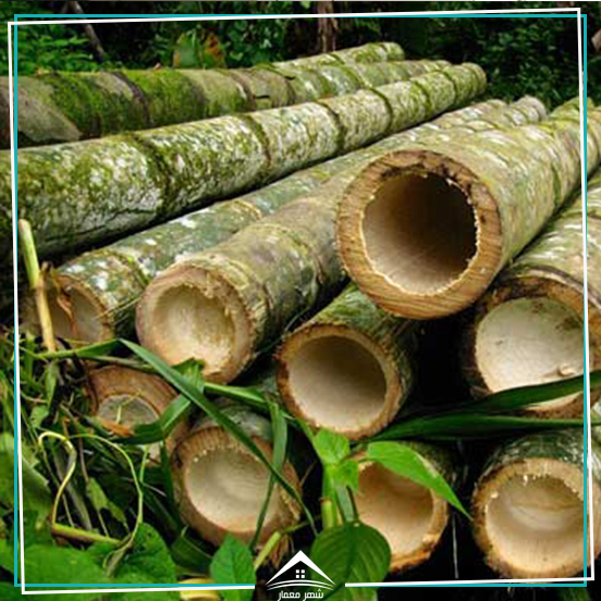 5. چوب بامبو (Bamboo) محکم ترین ماده ساختمانی